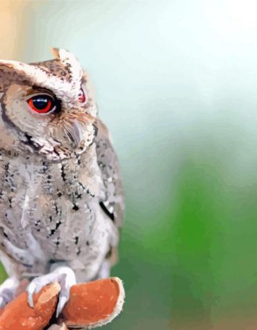 Cute Scops Owl Paint By Numbers
