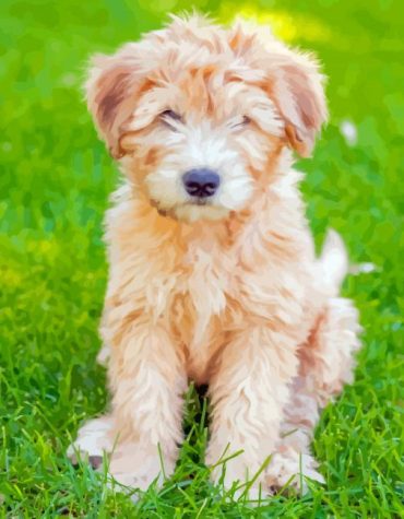 Cute Whoodle Puppy Paint By Numbers