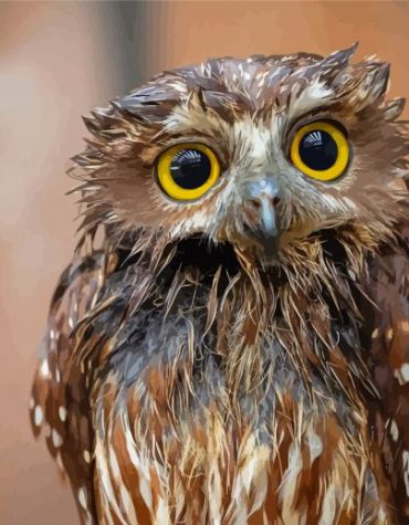 Australian Boobook Owl Paint By Numbers