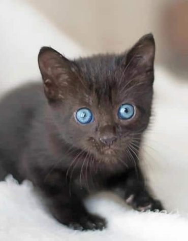 Cute Black Kitten Paint By Numbers