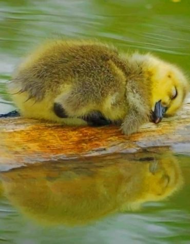 Cute Duckling in Water Paint By Numbers
