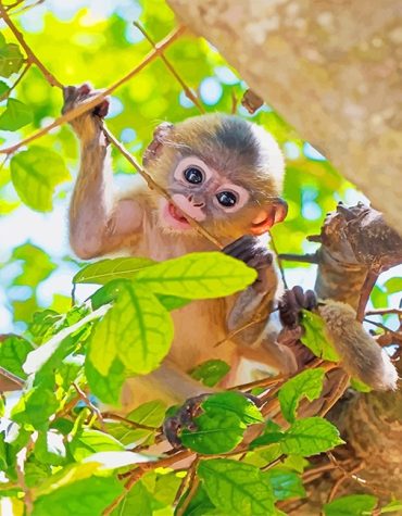 Adorable Forest Monkey Paint By Numbers