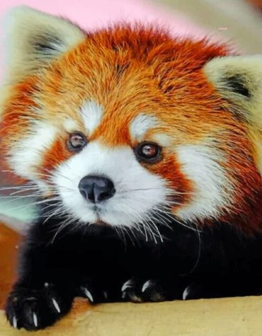 Cute Baby Red Panda Paint By Numbers