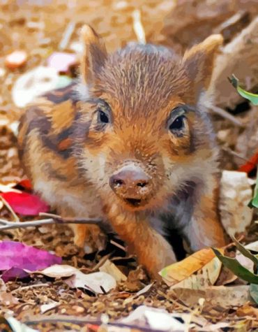 Adorable Boar Animal Paint By Numbers