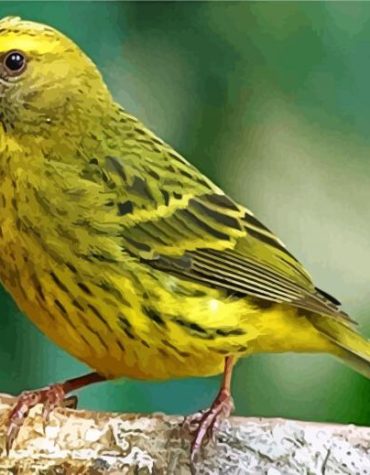 Cute Yellow Canary Paint By Numbers