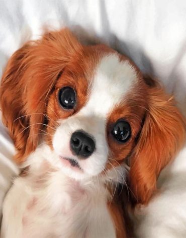 Cute Cavalier Dog Paint By Numbers