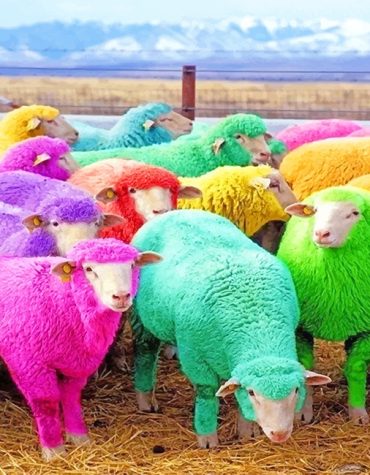 Cute Rainbow Sheep Paint By Numbers