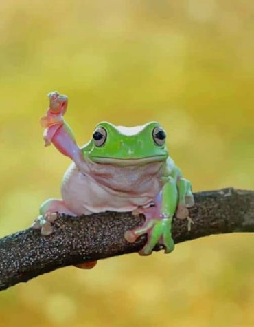 Cute Tree Frog Painting Paint By Numbers