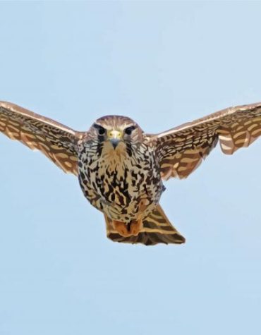 Merlin Bird Art Paint By Numbers