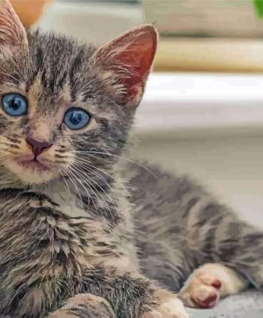 Cute Tabby Cat Paint By Numbers