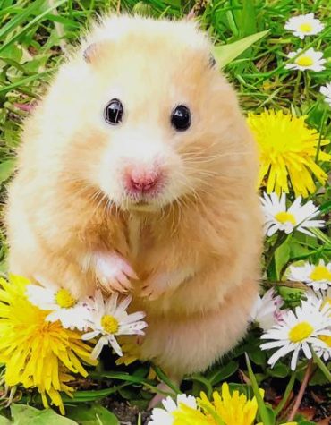 Cute Hamster Adventure Paint By Numbers