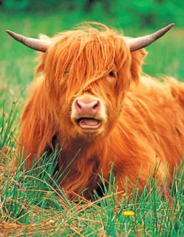 Charming Highland Cow Paint By Numbers