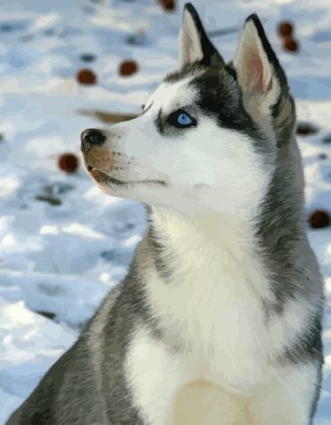 Cute Husky in Snowy Landscape Paint By Numbers