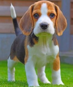 Jack Russell Terrier Paint By Numbers