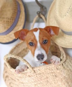 Jack Russell Puppy Paint By Numbers