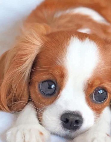 Cavalier King Charles Spaniel Puppy Paint By Numbers