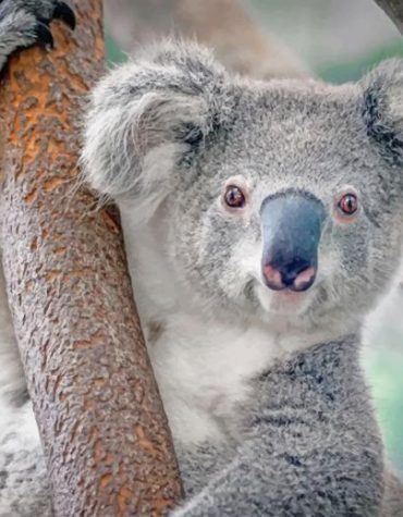 Cute Koala Animals Paint By Numbers