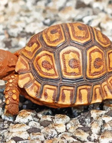 Cute Leopard Tortoise Painting Paint By Numbers