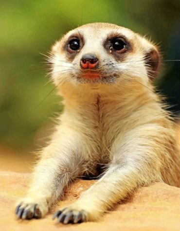 Cute Meerkat Adventure Paint By Numbers