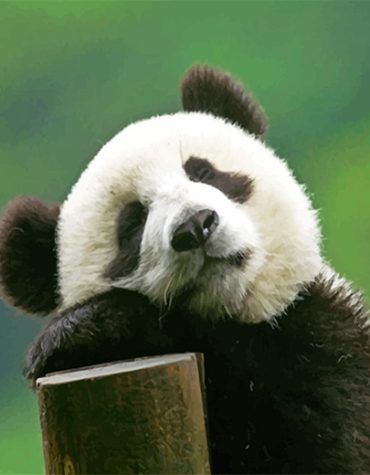Cute Panda Wildlife Paint By Numbers