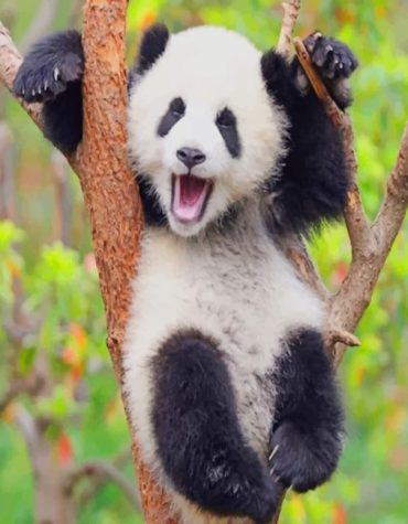 Cute Panda Paint By Numbers