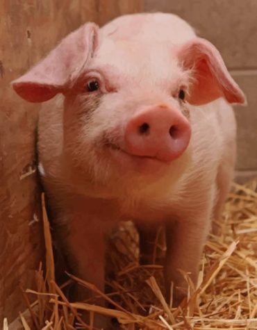 Cute Farm Pig Paint By Numbers