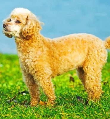 Cute Poodle Puppy Paint By Numbers