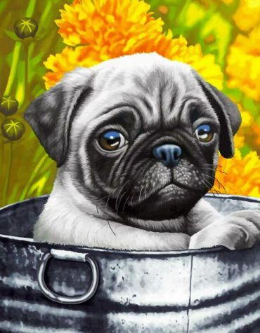 Cute Pug Pet Paint By Numbers
