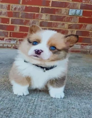 Cute Brown Husky Paint By Numbers