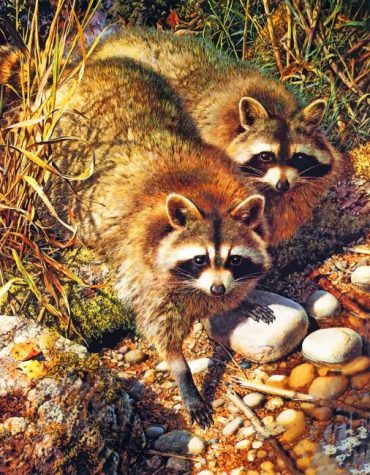 Cute Wild Raccoons Paint By Numbers