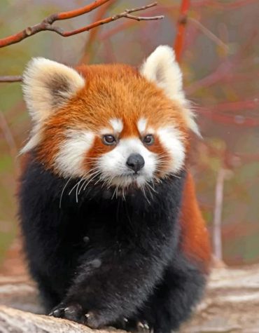 Cute Baby Red Panda Paint By Numbers