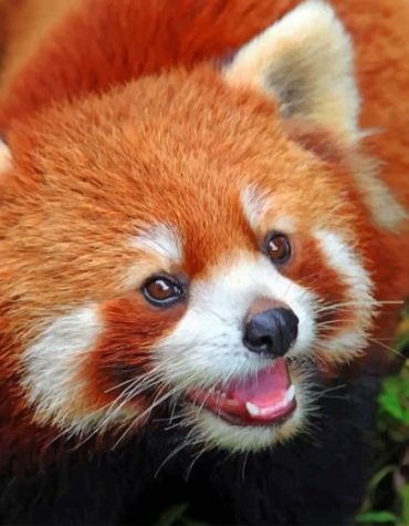Adorable Red Panda Paint By Numbers