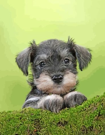 Adorable Schnauzer Paint By Numbers