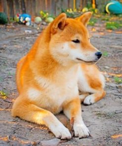 Cute Shiba Inu Puppies Paint By Numbers