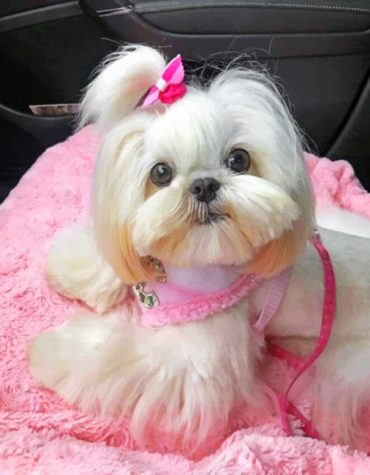 Cute Shih Tzu Dog Paint By Numbers