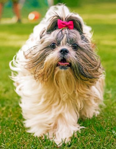 Cute Shih Tzu Dog Paint By Numbers