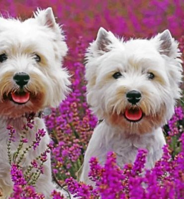 Westie Dog Lovers Paint By Numbers