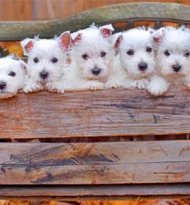 Cute Westie Puppies Paint By Numbers