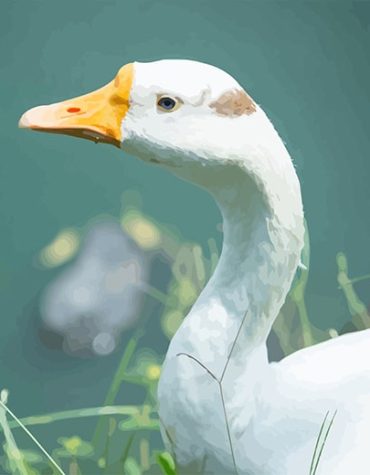 Cute White Duck Painting Kit Paint By Numbers