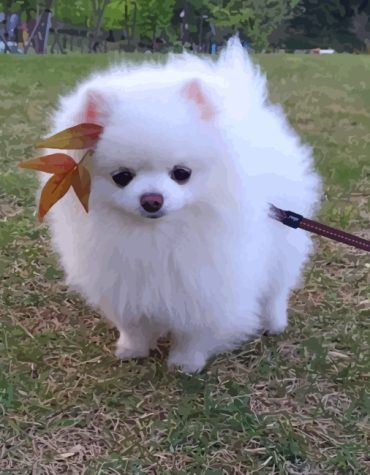 Cute Pomeranian Puppy Paint By Numbers