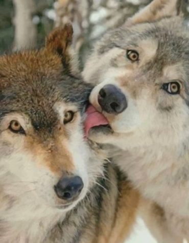 Cute Wolves in Winter Paint By Numbers