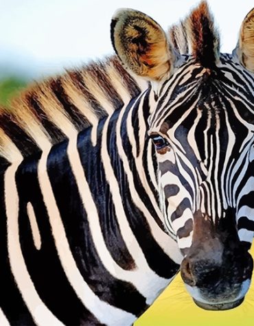 Cute Zebra Wildlife Paint By Numbers