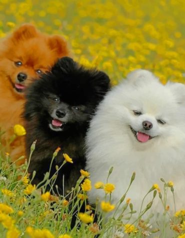 Cute Pomeranian Puppies Paint By Numbers