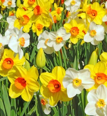 Yellow and White Daffodils Paint By Numbers