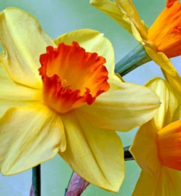 Aesthetic Daffodils Flower Paint By Numbers