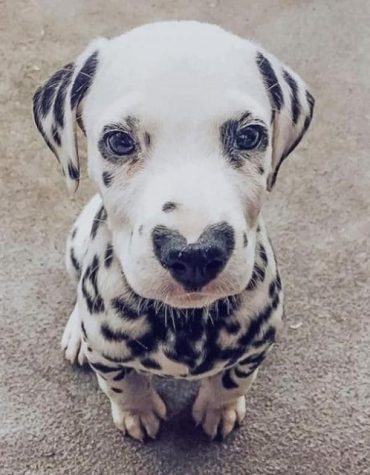 Dalmatian Heart Nose Art Paint By Numbers