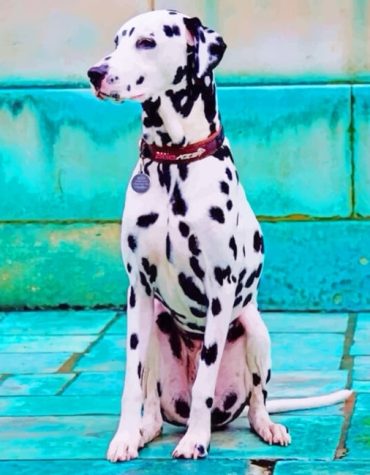 Dazzling Dalmatian Paint By Numbers