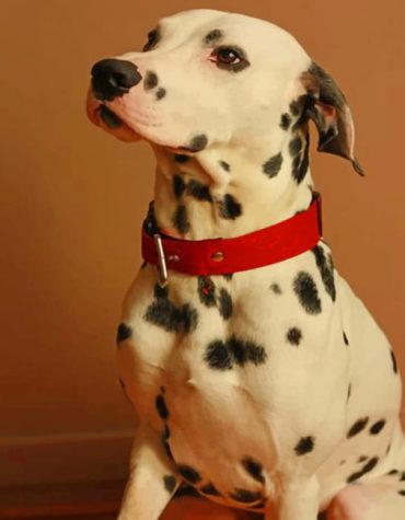 Dalmatian Dog Paint By Numbers