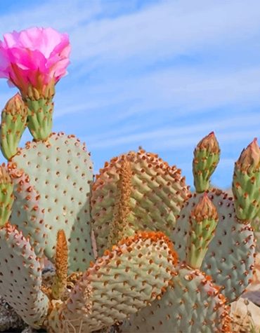 Death Valley Desert Cactus Paint By Numbers