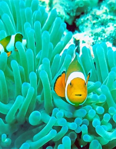 Colorful Marine Life Paint By Numbers